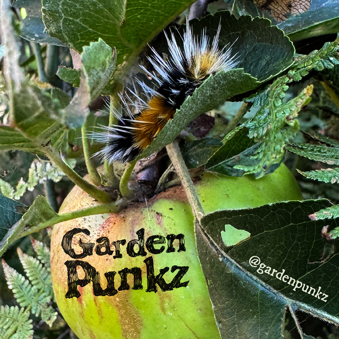 Buzz Parker